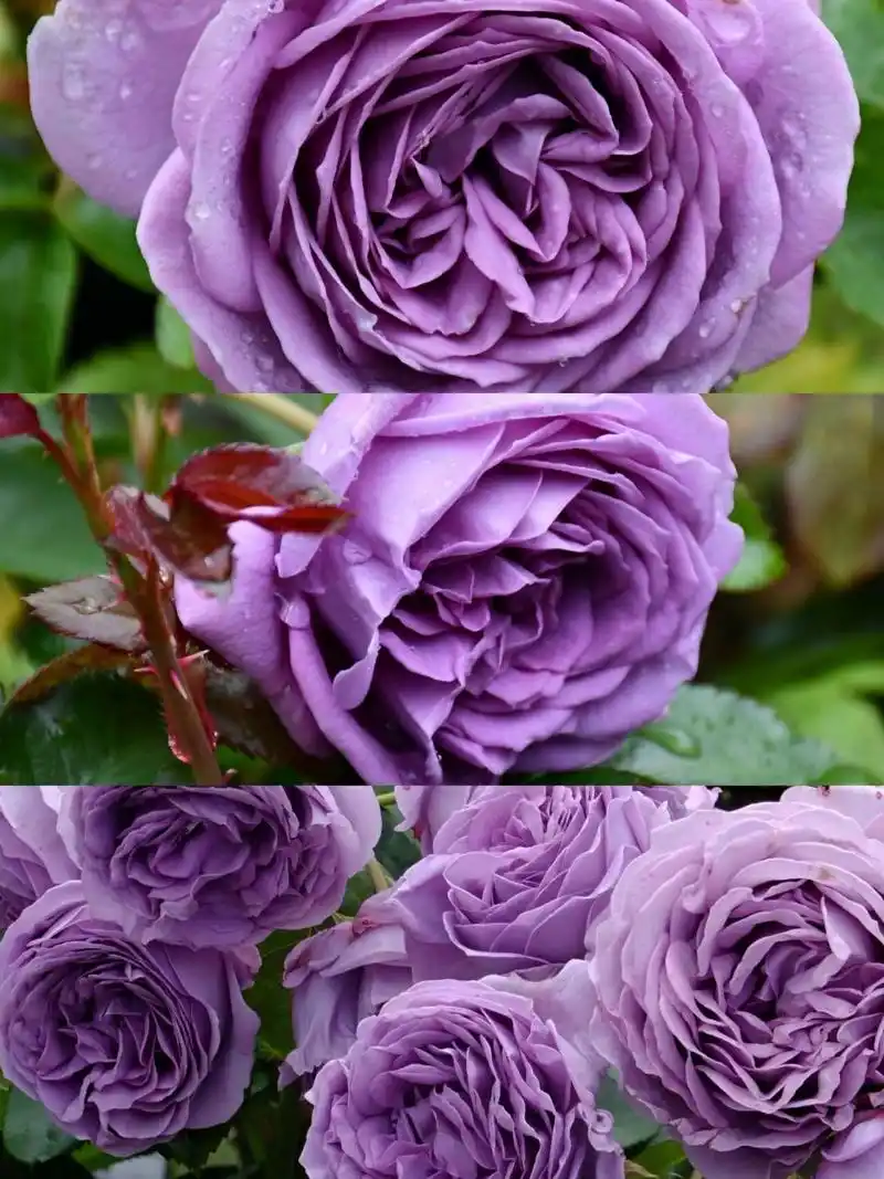 推荐8款蓝紫色月季,看看有没有你喜欢的吧 911,蓝色阴雨 这种月季花