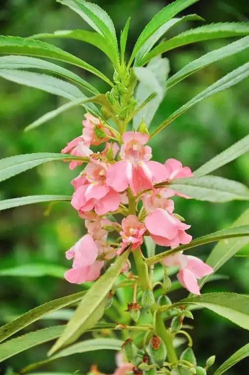 身边的本草之急性子透骨草