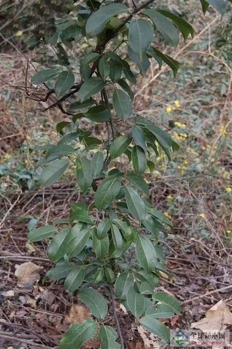 鹰爪枫应用图例