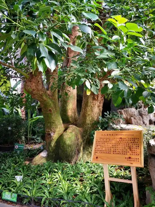 九九重阳木 九九重阳,今又重阳;战地黄花分外香