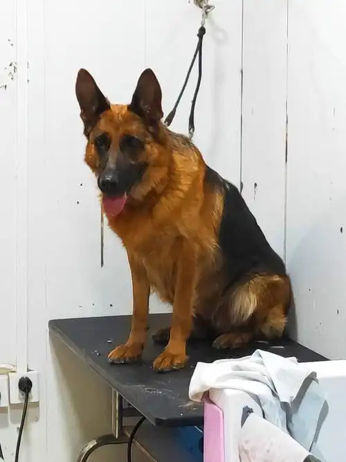 出售终身繁育德国牧羊犬