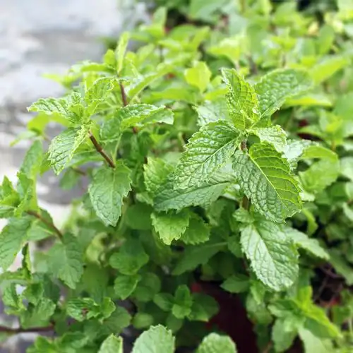 薄荷盆栽香槟办公室阳台植物驱蚊可食用净化空气绿植绿植