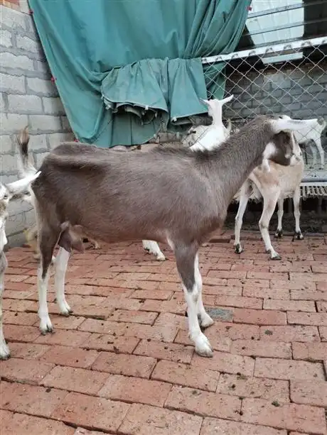 吐根堡奶山羊吐根堡奶山羊价格
