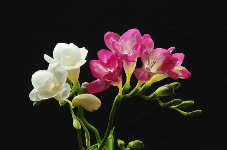 重瓣香雪兰种球盆栽 混色小苍兰种子家庭浓香型四季植物带花 香雪兰9