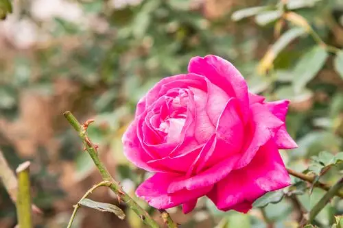 玫瑰花开(2021年1月16日于云台花园)