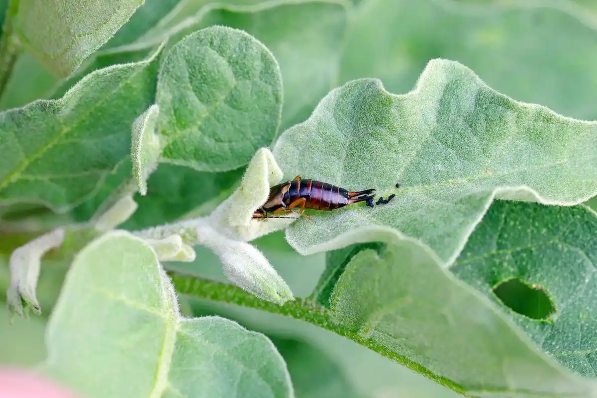 问题严重可请专业灭虫公司处理.[原文:如何消灭家里的蠼螋,可以.