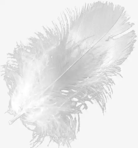 白色羽毛png素材