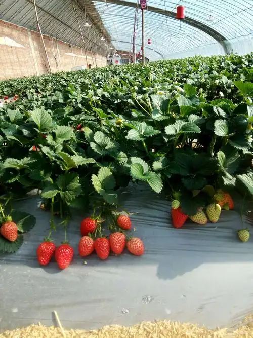 扎兰屯卧牛河镇马场四队草莓采摘园开园了地址:卧牛河镇马场四队草莓