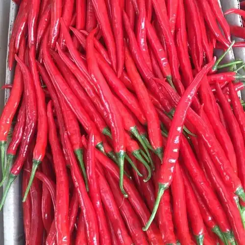 湖南特产新鲜蔬菜二荆条红线椒尖椒中辣特辣朝天椒特辣椒 3斤红线椒