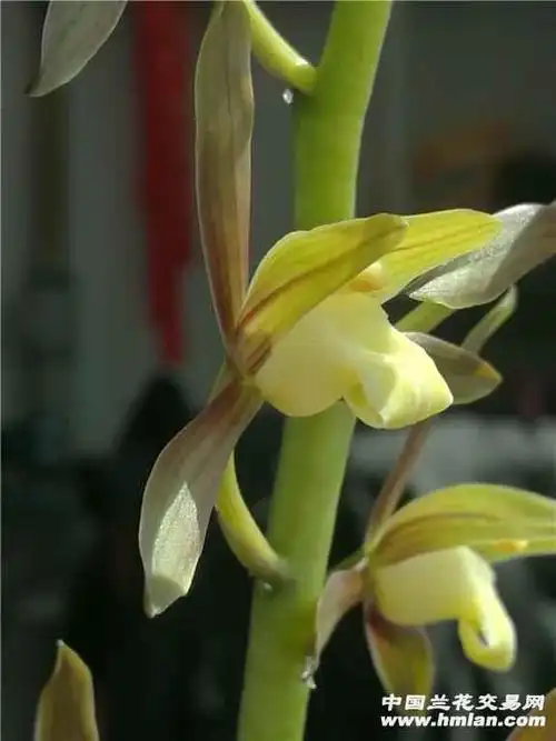 "金玉良缘"—墨兰引种存档-墨兰篇-中国兰花交易网社区
