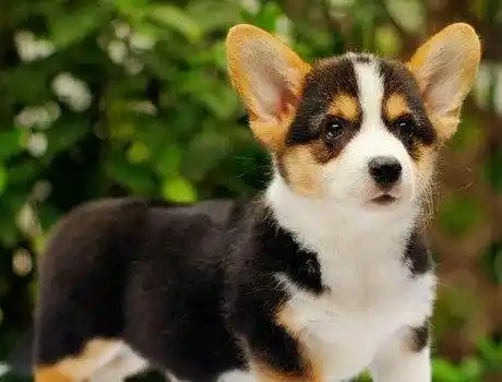 纯种柯基幼犬 自家繁殖可见狗父母小短腿威尔士柯基犬