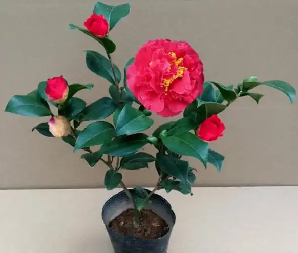 又美又好养的克瑞墨大牡丹,值得你拥有,快看看吧