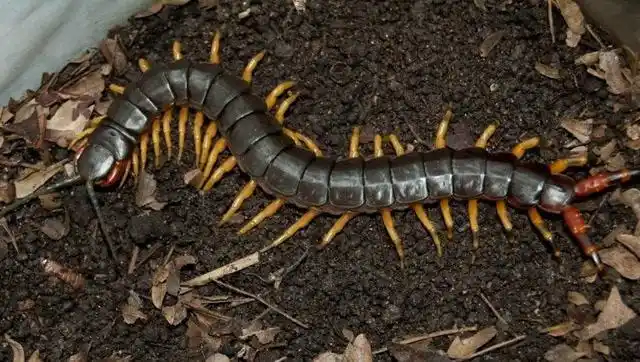 性情凶猛的荒漠暴君 感受沙漠虎蜈蚣的凶残捕食