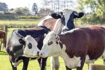 母牛关关在上面影像关于一公牛一nd两个母牛照片