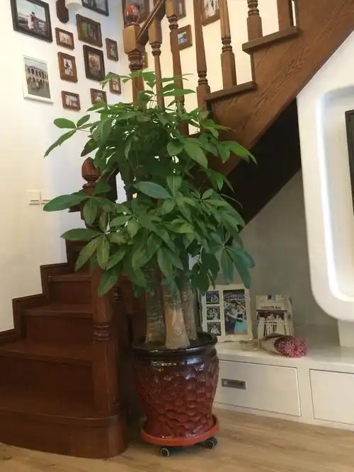 本命年工作被_命年可以_上运阁