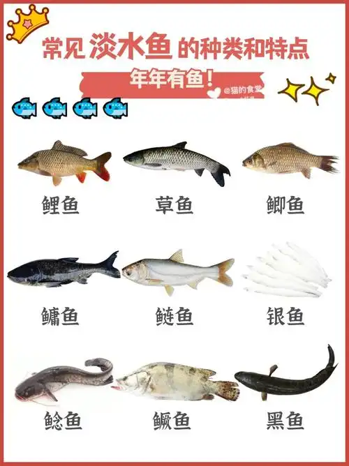 『95科普』常见淡水鱼的种类和特点 营养美味