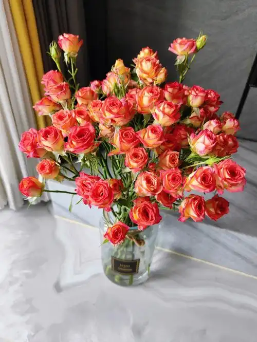 爱丽丝多头玫瑰颜色鲜艳