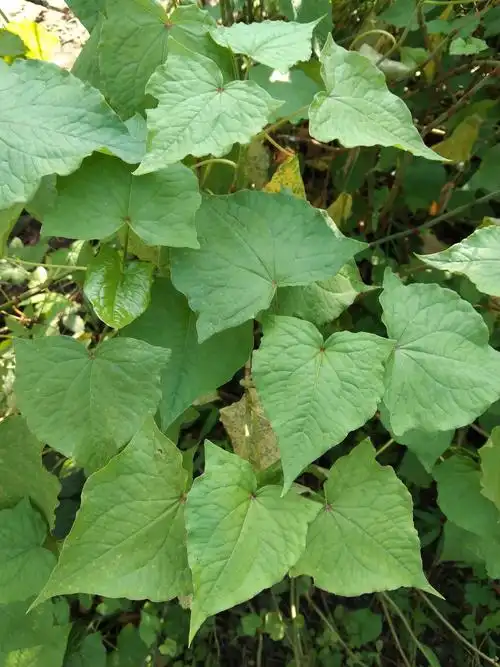 中医学社研学记 - 美篇