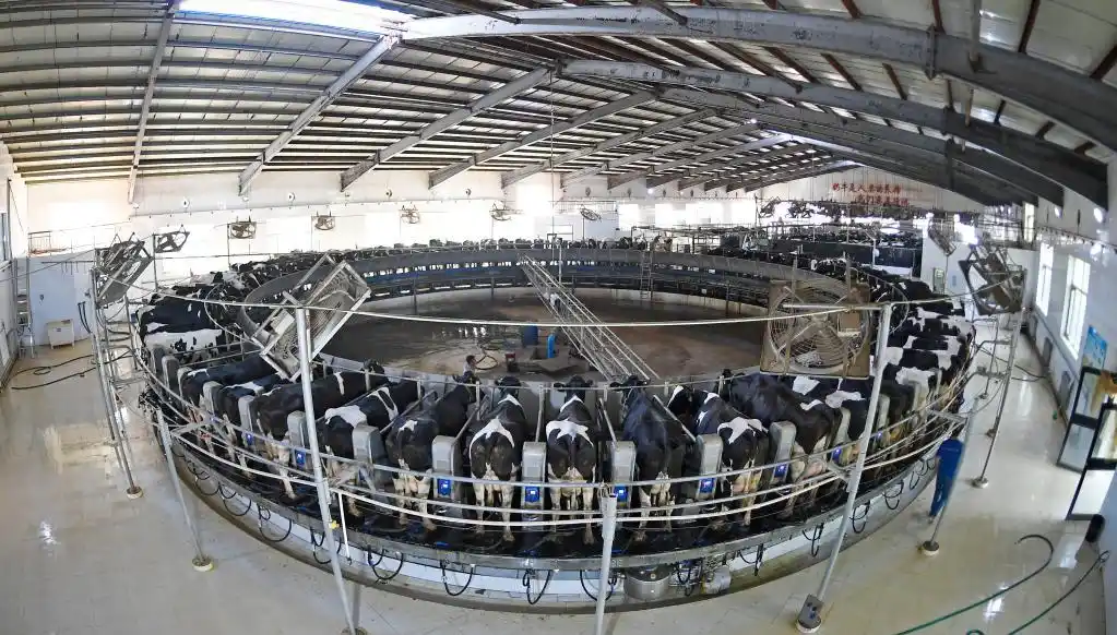 7头;奶牛产奶量相比2008年增加了73%;自主培育的高产蛋鸡和白羽