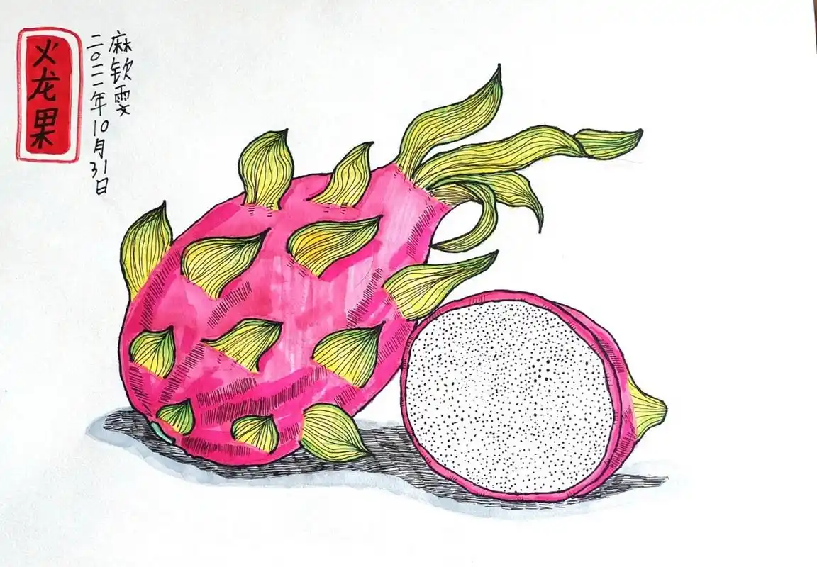 儿童绘画写生《火龙果》马克笔线描          火龙果写生作品   马克