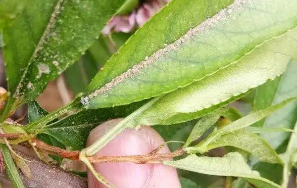 桃树枯梢病的发病症状?
