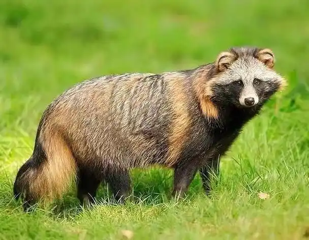 回顾:东亚貉席卷欧洲活埋狗獾强抢獾窝,靠猞猁救命才没断子绝孙