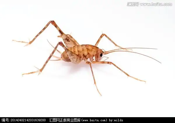 这是什么虫,跳的很快.有的大的身上血红血红的,屋里很多,抓都抓不