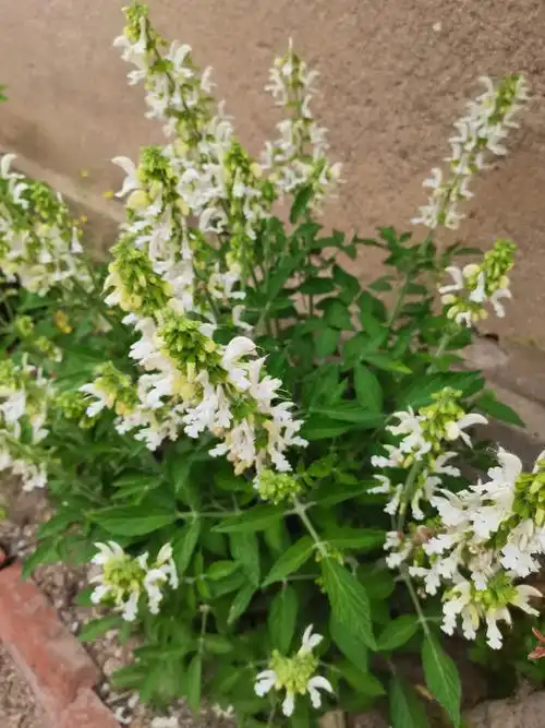 白花菜功效与作用百花菜的功效和作用有哪些菜花大白菜的作用