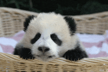 甜度超标!今天是"卖萌日",这些小动物和你say hi