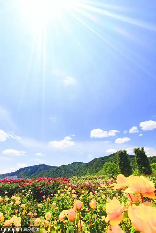 有哪些阳光让人心情会好的壁纸推荐? - 知乎