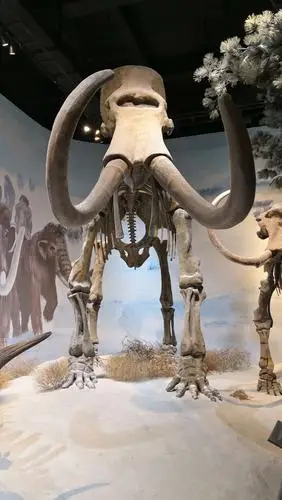 这完整的猛犸象骨架,就是在扎赉诺尔地下发掘出来的,在扎赉诺尔博物馆