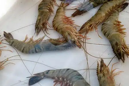 凡纳滨对虾病虾体内sod和ppo同工酶表型的变化