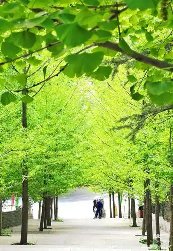 无量观夏日翠绿色的银杏树