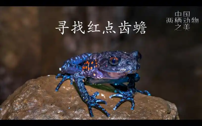 中国两栖动物之美|寻找红点齿蟾