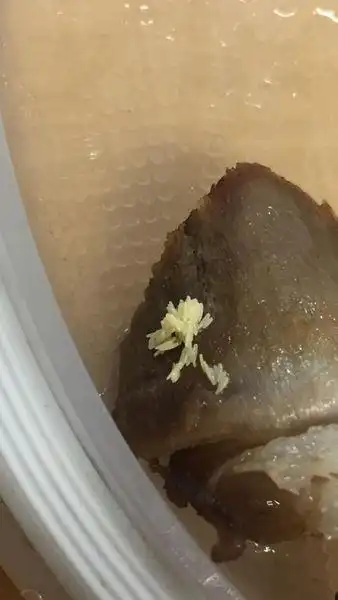 求极限挑战0802期52分左右黄磊要求黄渤放生鱼时候的背景音乐