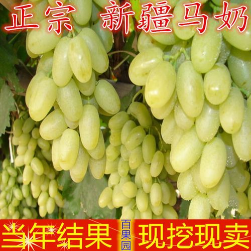 沪乾新品种新疆马奶提子葡萄苗无籽葡萄树苗青葡萄无籽青提苗盆栽地栽