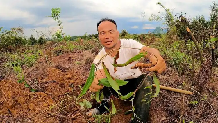 荒山里发现一根很粗的土茯苓藤条,顺着藤条挖出来以后傻眼了