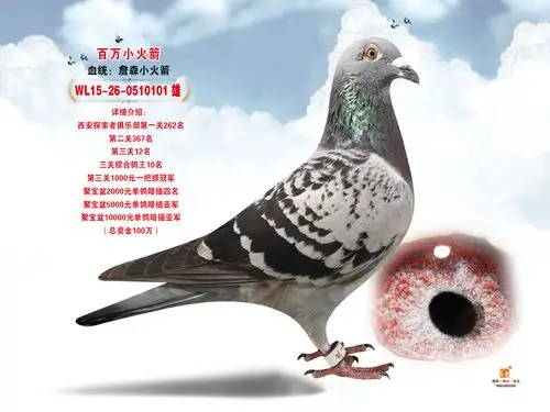 威力信鸽---百万小火箭