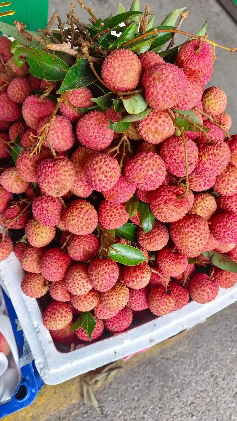 荔枝家族中优秀的品种95 7815桂味7815  送礼佳品.