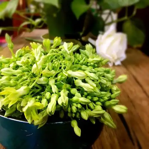 广州妈妈论坛 我家厨房 吃花喝汤,清肝明目夜兰花