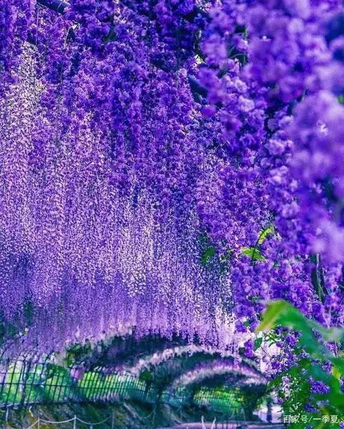 日本的紫藤萝隧道,用色彩编织最唯美的梦,惹人心醉!