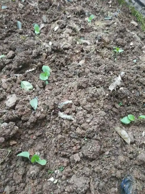 小茄子苗,希望你们能茁壮成长,结出你们的果实,不久我们就可以品尝