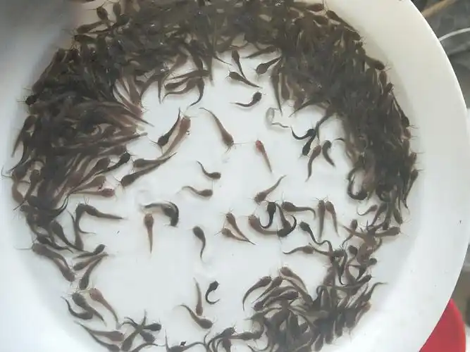 苗场直销优质 胡子鲶鱼淡水鱼苗 易养殖存活率高鲜活全国活体批发
