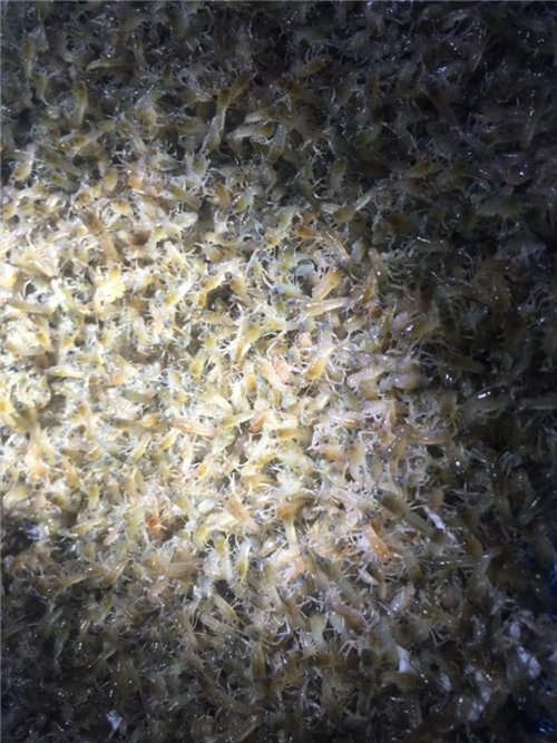 浙江澳洲淡水龙虾虾苗