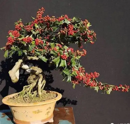 枸骨盆景欣赏
