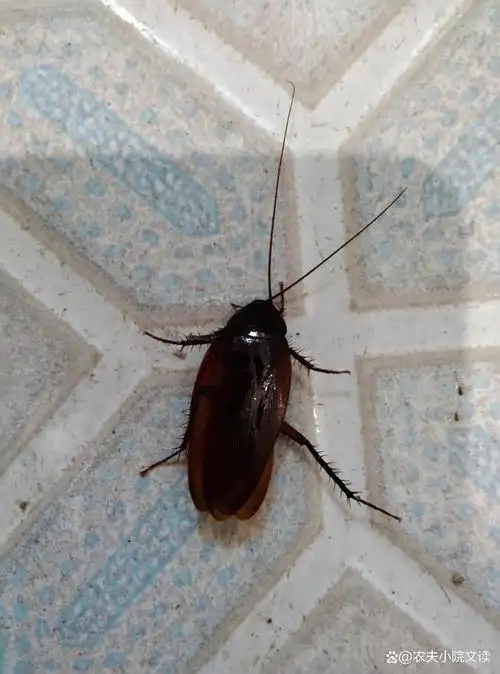 卷土重来的蟑螂,在厨房里开起了派对