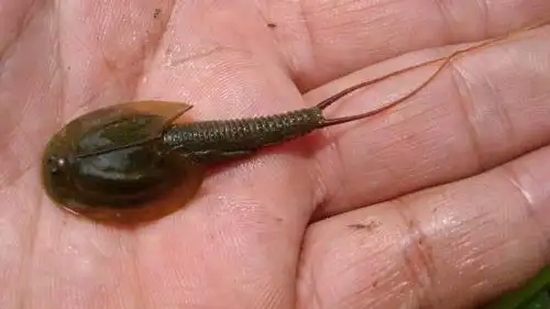 一种小型水生动物