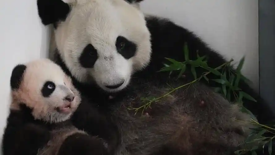 29岁旅日大熊猫爽爽因病死亡