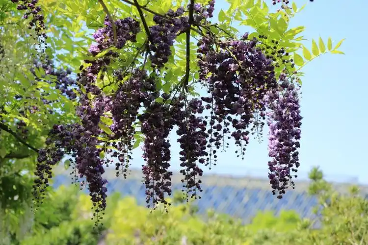 花为媒~重游紫藤园