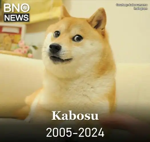 doge原型去世#狗头表情doge的原型柴犬"かぼすちゃん"今天上午去世了